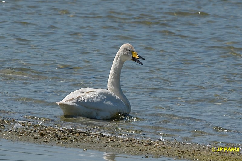 Cygnus cygnus